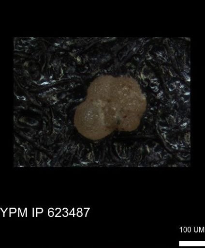 undet. Foraminiferida