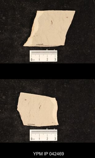 undet. Hexapoda
