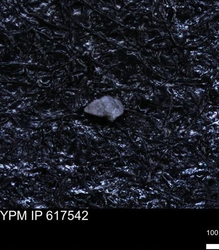 undet. Foraminiferida