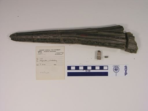 Ichthyosaurus triscissus