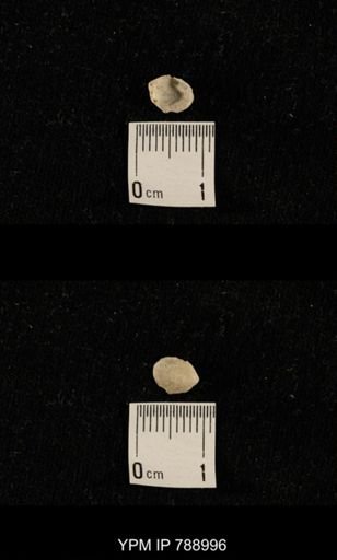 undet. Brachiopoda