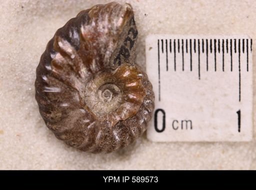 Hoploscaphites comprimus