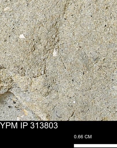 undet. Mollusca