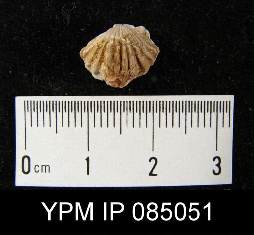 Camarotoechia borealis