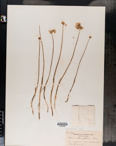 Allium