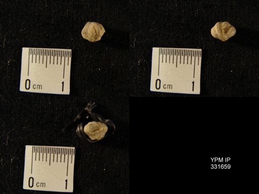Howellella sp.