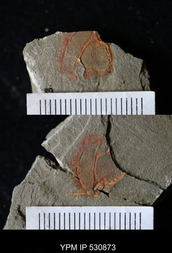 Chauvelicystis sp.