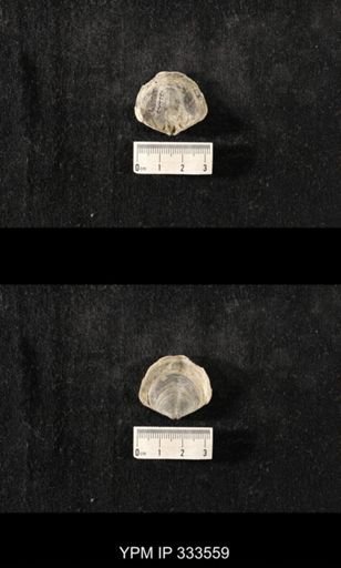 Athyris spiriferoides?
