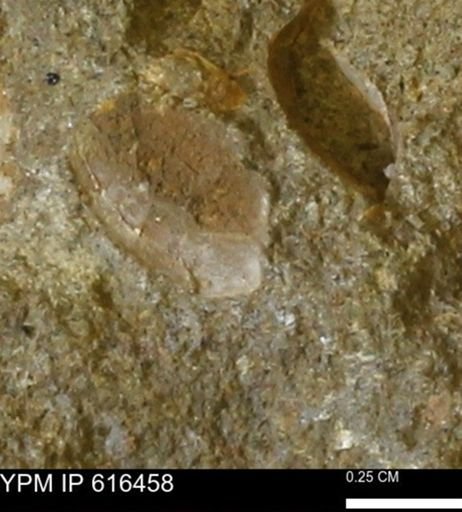 Protocardia subquadrata
