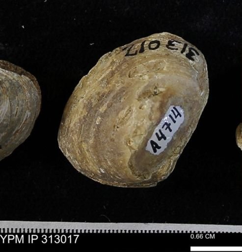 Corbicula