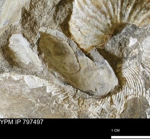 Pseudoptera sp.