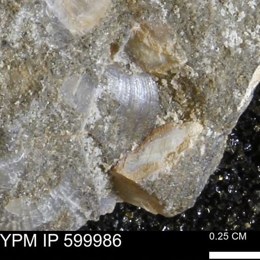 undet. Bivalvia