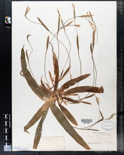 Carex platyphylla