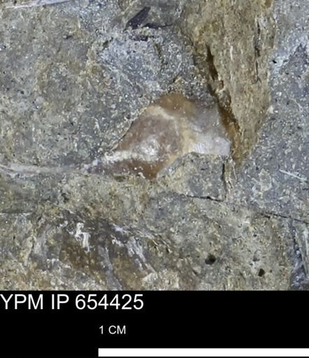 Mollusca