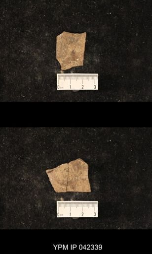 Diptera