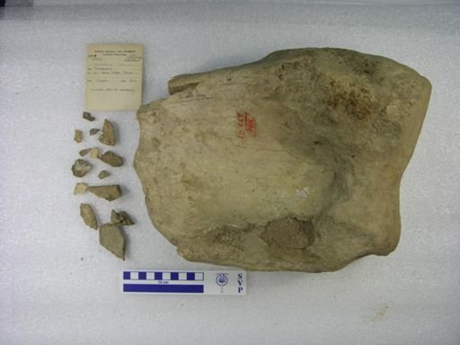 Mammuthus columbi