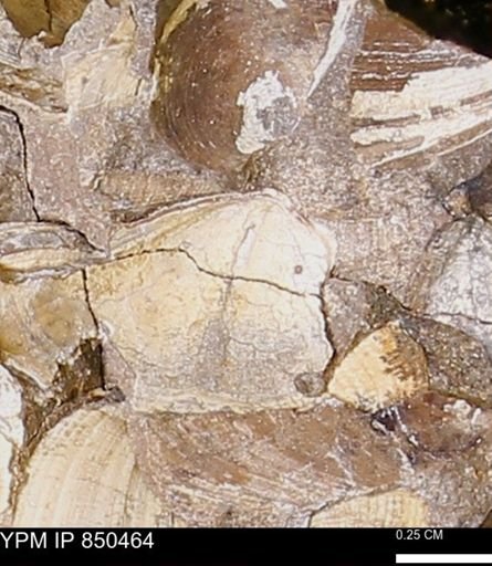Limopsis striatopunctatus