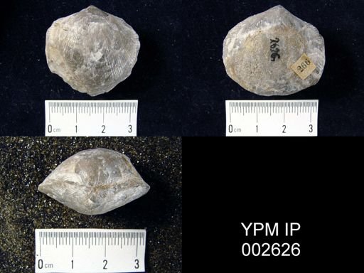 Atrypa prisca