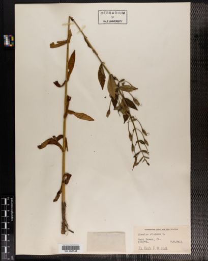 Plantae