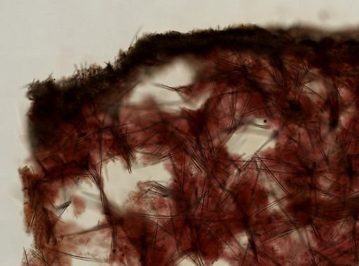Axinellidae