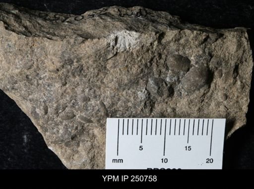 Ostracoda