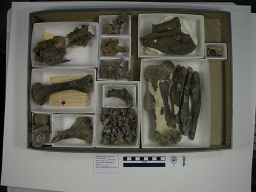 Hapalops angustipalatus