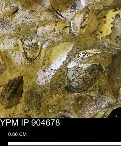 undet. Mollusca