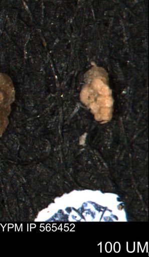Verneuilina canadensis