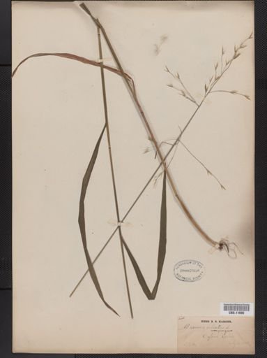 Bromus ciliatus