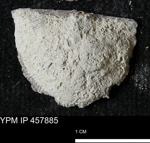 Strophodonta sp.