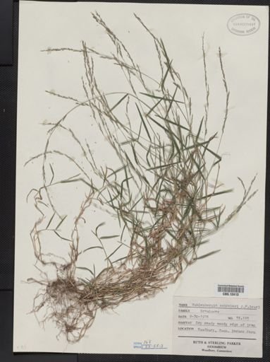 Muhlenbergia schreberi