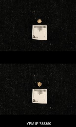 taxon undetermined