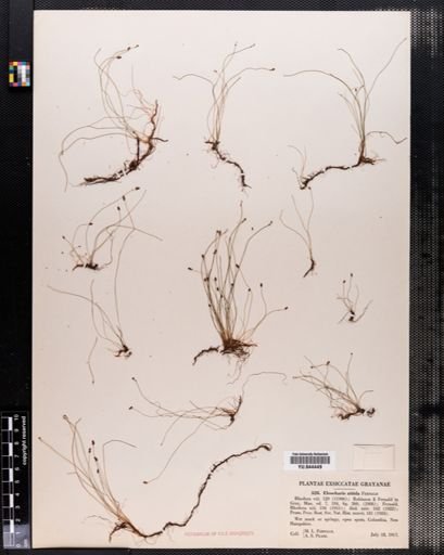 Eleocharis nitida