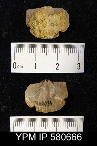 undet. Strophomenida