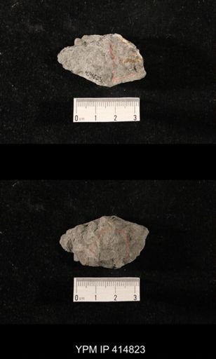 Orthoceras sp.