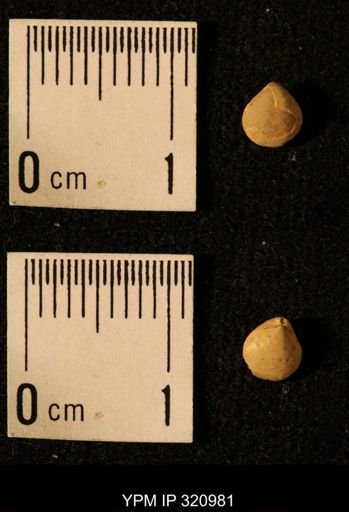 Dielasma elongatum