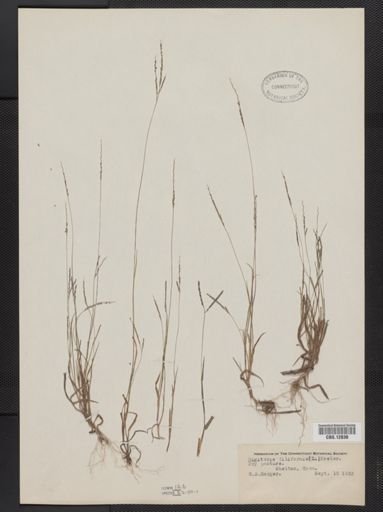 Digitaria filiformis