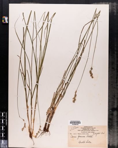 Carex