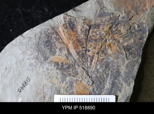 Eoconularia?