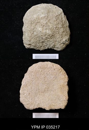 Astraeospongium meniscus