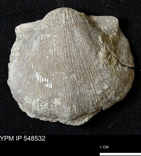 Stropheodonta navalis