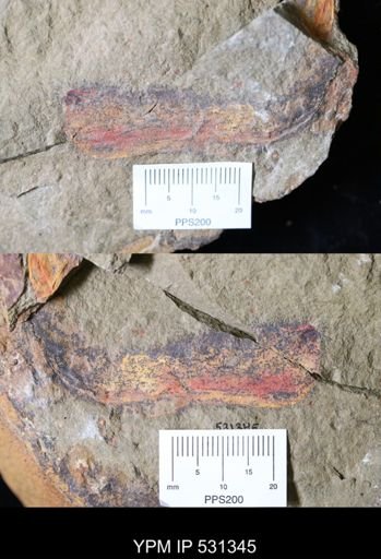 undet. Hurdiidae