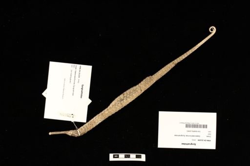 Syngnathidae