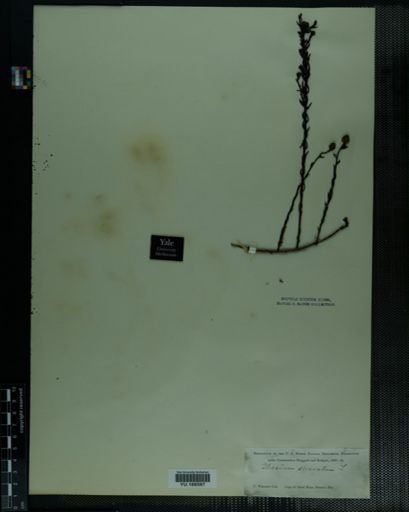 Plantae