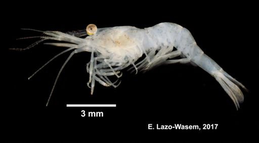 Palaemonetes pugio