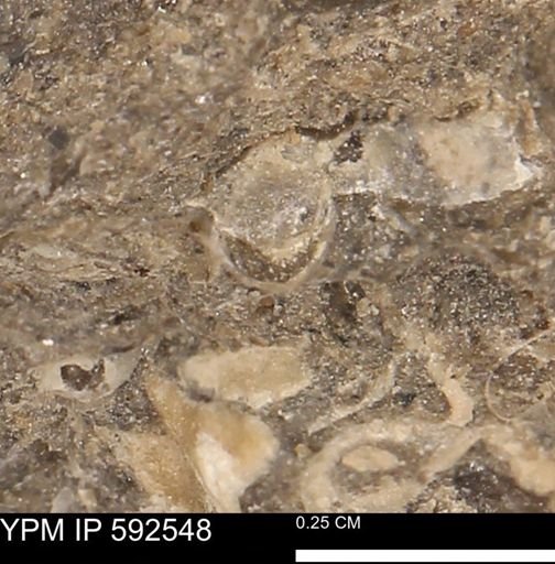 undet. Foraminifera