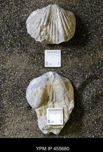 Platystrophia ponderosa