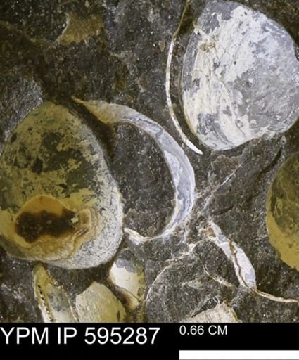 Protocardia sp.