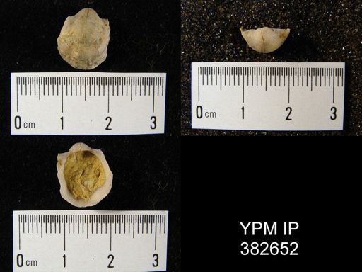 Productella hallana