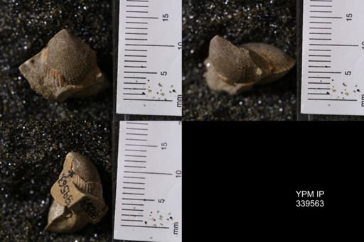 Cardium whitei